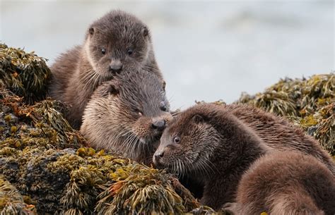 otter family  skye high wildlife