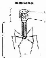 Virus sketch template