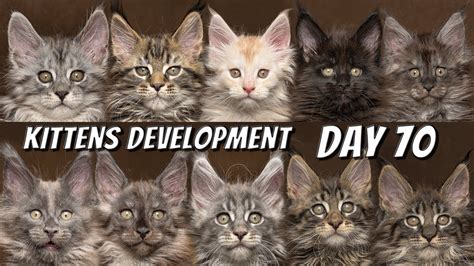Maine Coon Kittens Development From 0 To 10 Weeks Day By Day Day 70