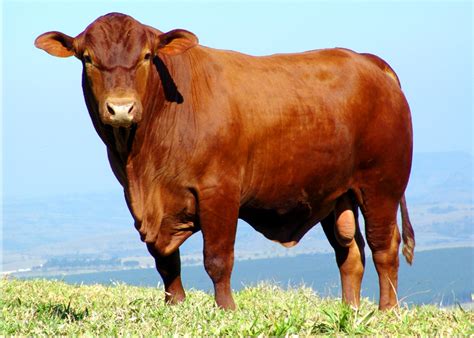 senepol animal  taurino  boa adaptabilidade aos tropicos