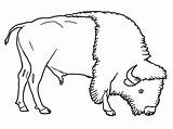 Bison Coloring Animals Pages Grassland Buffalo Printable Drawing Kids Animal Wildebeest Outline American Drawings Color Colouring Getcolorings Getdrawings Sheet Popular sketch template