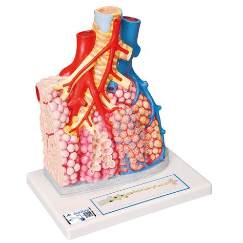 lobules pulmonaires  vascularisation  smart anatomy ams labo