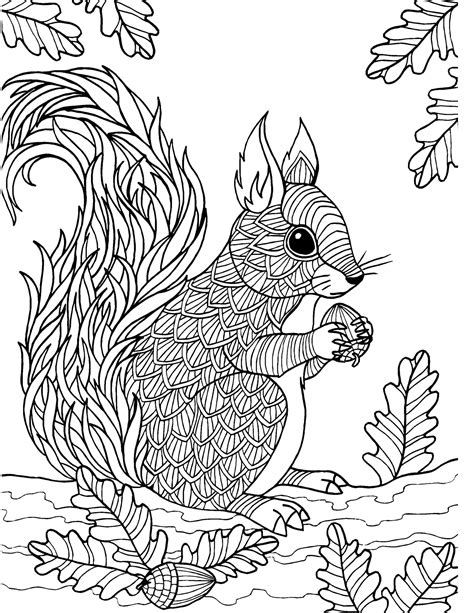 coloring pages squirrel