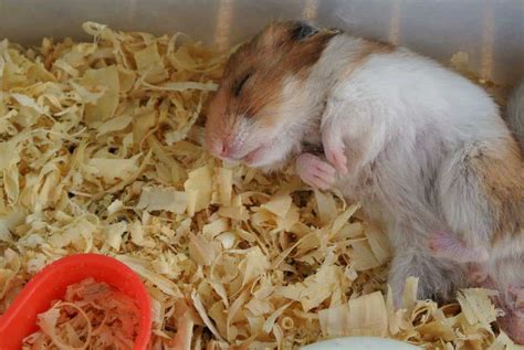 Hamster Facts Sheet Ultimate Guide And Tips On Caring For Syrian