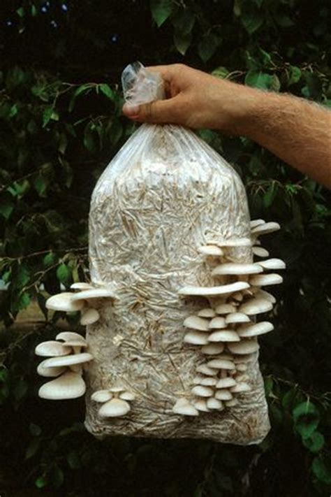 oyser mushroom bag  educators