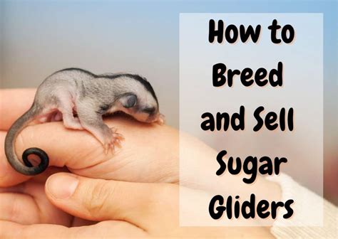 breeding  selling sugar gliders  step  step guide  pet savvy