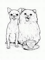 Pomeranian Chihuahua Perros Teacup sketch template