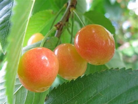 alberi  ciliegio alberi da frutta caratteristiche dellalbero