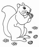 Squirrel Coloring Nuts Nut Printable Pages Kids Seç Pano sketch template