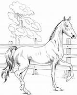 Kuda Mewarnai Saddlebred Untuk Colorear Silla Ausmalbild Kategorien sketch template