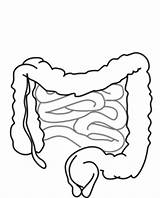 Intestines Esophagus Cliparts Clker sketch template