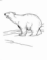 Polar Bear Coloring Pages Arctic Printable Kids Coloring4free Roaring Animals Realistic Tundra Snow Bestcoloringpagesforkids Popular sketch template
