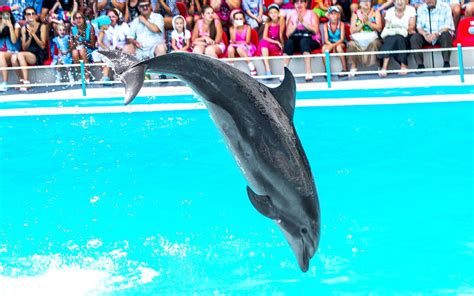 desperate much discovery cove offers unlimited drinks a dolphin swim