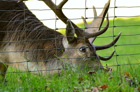The Different Types Of Deer Fences For Your Property In