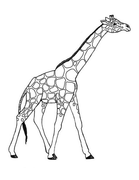 awesome giraffe coloring page giraffe coloring pages animal coloring