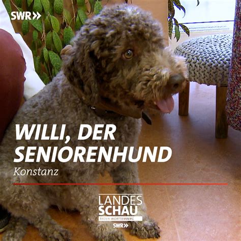 Der Seniorenhund Willi Ein Hund Wie Willi Bringt Freude Ins