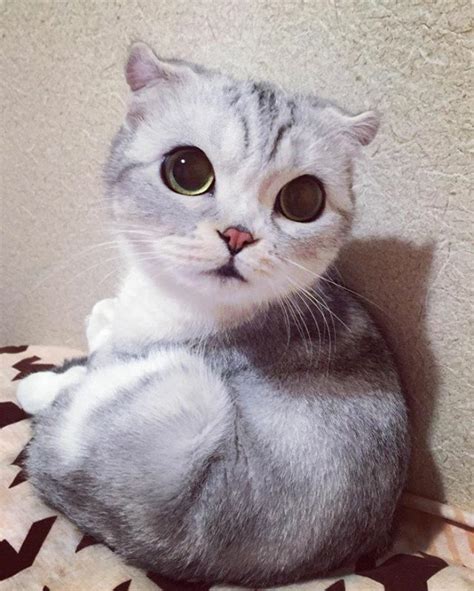 10 photos of adorable big eyed japanese cat hana instagram viral reckon talk