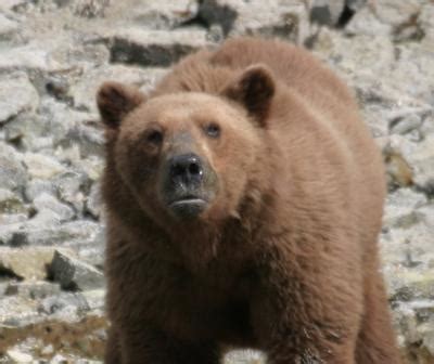 bear ii bear angst