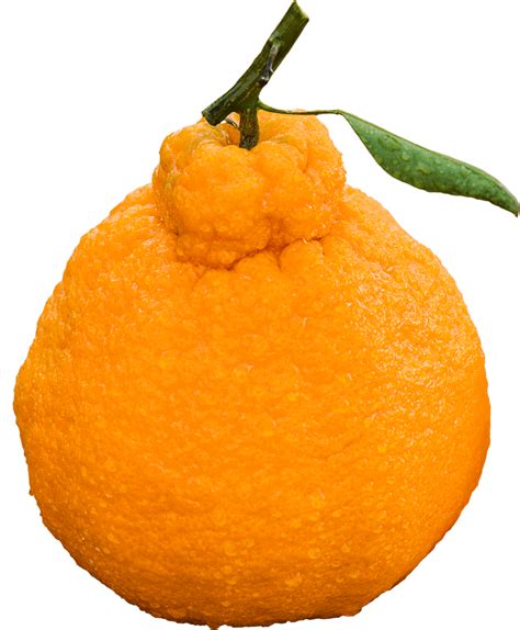 home sumo citrus