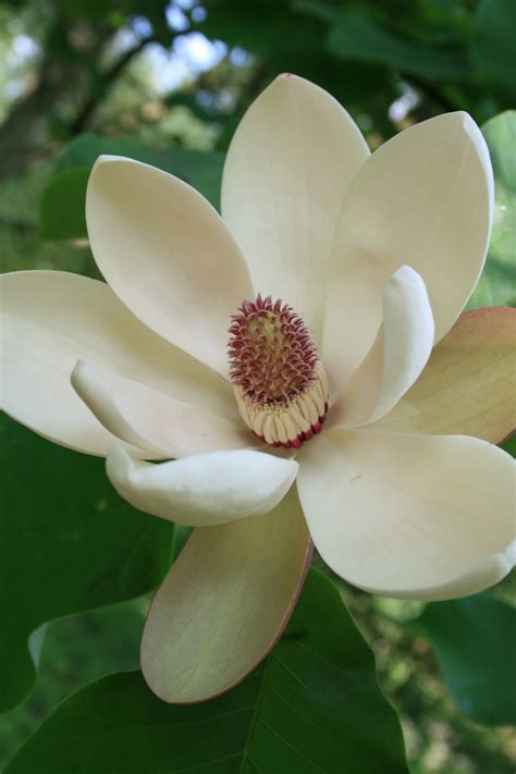 magnolia hypoleuca tree  bel monte arboretum wageningen  netherlands mooie plaatsen boom
