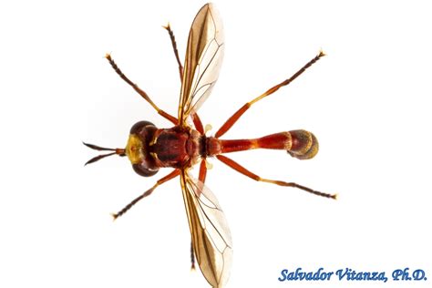 Diptera Conopidae Physoconops Gracilis Thick Headed Flies Male B