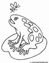 Frog Pad Drawing Lily Kids Coloring Sheet Pages Getdrawings Paintingvalley Choose Board sketch template
