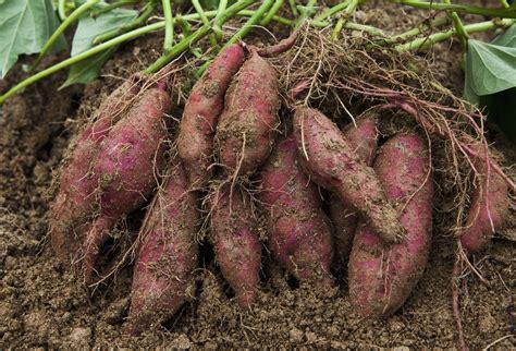 grow sweet potatoes  plant guide