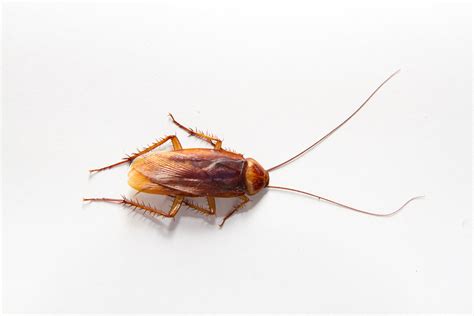 Cigarette Cockroach Was Destined For Viral Fame Time