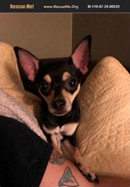 Adopt 19072900529 ~ Chihuahua Rescue ~ Cincinnati Oh
