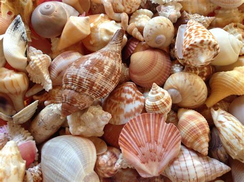 sanibel shells sanibel shells sea shells  sells seashells