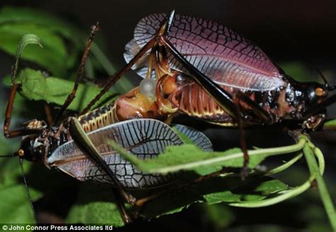 female bush crickets more likely to have sex if they re
