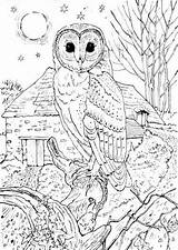 Coloring Pages Owl Animal Detailed Realistic Printable Adult Moon Colouring Sheets Barn Visit Grown Ups Night Adults Books sketch template