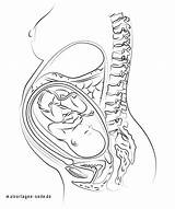 Pregnancy Womb Bauch Sketch Schwangerschaft sketch template