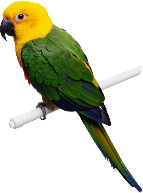 parrot png  images  clkercom vector clip art  royalty