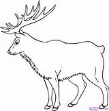 Elk Drawing Line Simple Drawings Coloring Template Pages Draw Sketch Paintingvalley sketch template