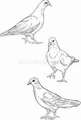 Pigeons sketch template