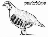 Partridge Coloring Pages Color Animals Family Sheet Print Template Sketch sketch template