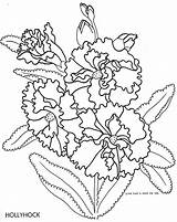 Coloring Pages Hollyhock Flower Sketch Template Qisforquilter sketch template