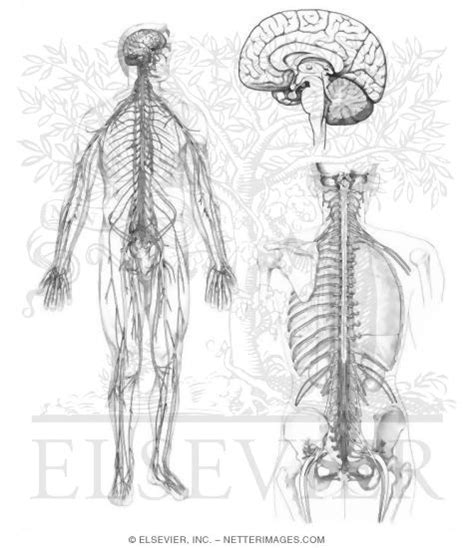 illustrations  anatomy coloring book hansen