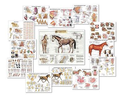 equine anatomy chart set   charts lfa  special offer ebay