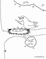 Nid Oisillons Oiseau Ligne sketch template