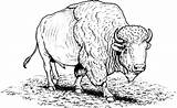 Bison Buffalo Cape sketch template