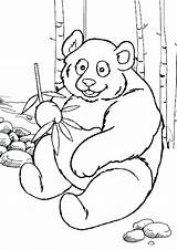 Panda Giant Coloring Getdrawings sketch template