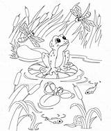 Pond Frog Coloring Life Pages Animals Animal Drawing Frosch Printable Sheets Graphicriver Vintage Kids Illustration Worksheet sketch template
