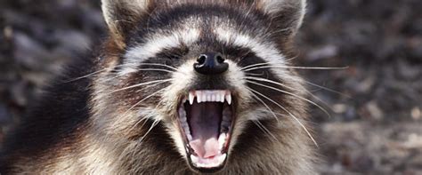 75 Year Old Woman Strangles Rabid Raccoon