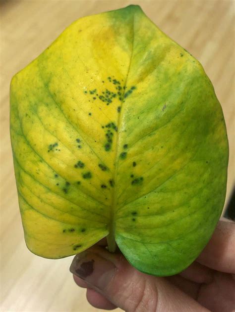 greenery unlimited bacterial  fungal leaf spot