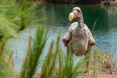 dodo  brought   life scientists embark  de extinction