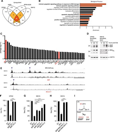 irf maintains mm survival   repression  bmf