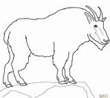 Goat Mountain Coloring Pages Boer Drawing Baby Goats Printable Color Rocky Clipart La Getdrawings Nubian Compromise Pygmy Supercoloring Kids Popular sketch template