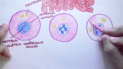 Mitosis Y Meiosis ¿qué Es La Mitosis Reproducción